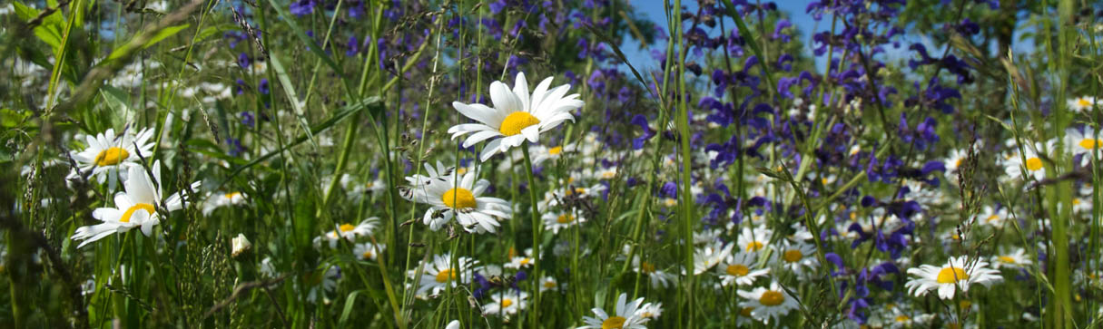 margerite und wiesensalbeiin die reben von Weingut in Tuniberg und Kappellenberg