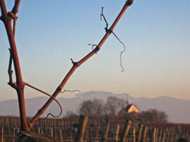 Tuniberg, von Lindenberg